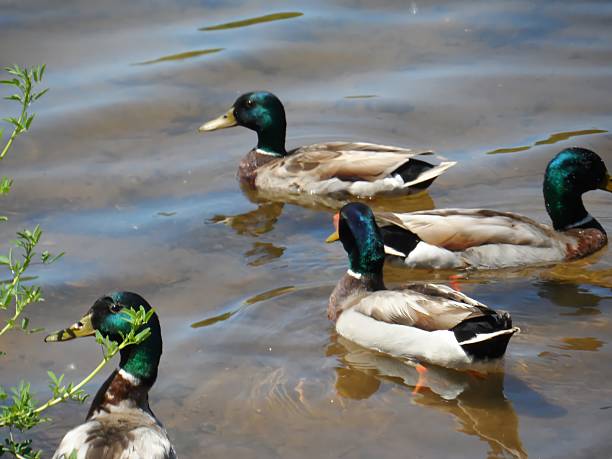 istock Swarm Of Mallard Ducks 498634595