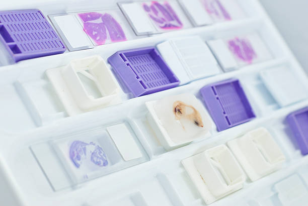 Microscopic Component Container 90+ Histology Slides With Container Stock Photos, Pictures & Royalty ...