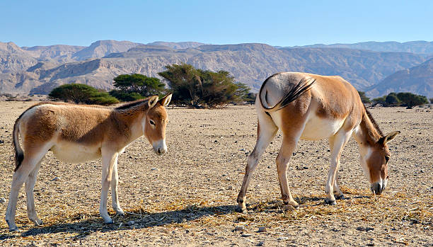 istock The onagers in Israeli Nature Reserve 498643491