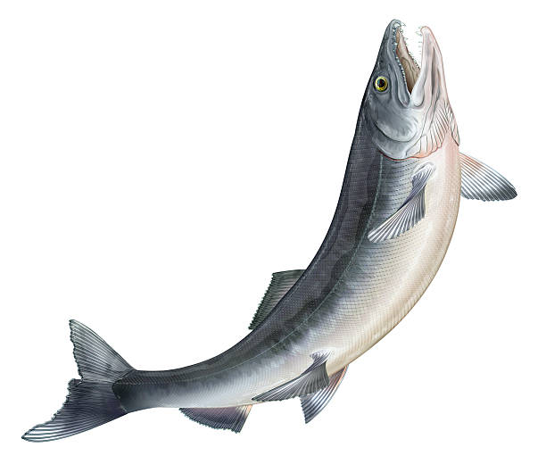 lachs-jumping - coho salmon stock-grafiken, -clipart, -cartoons und -symbole
