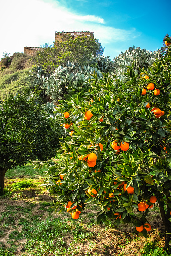 Orange Tree on a farm in Sicily, Italy