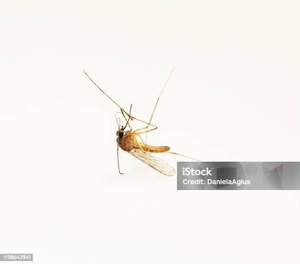 Dead Mosquito Stock Photo - Download Image Now - Animal, Animal Body Part, Animal Wildlife