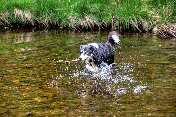 istock Border collie swimming after a stick 498644157