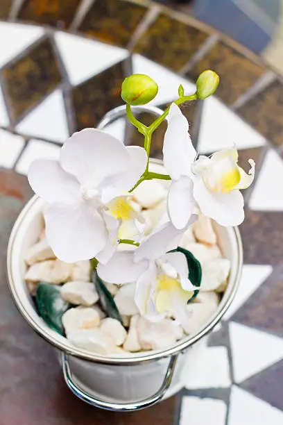 Photo of White orchid Phalaenopsis with flowers