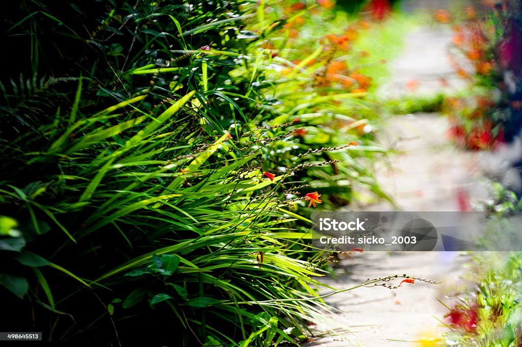 Tree Leaves Bokeh Garden Green grass leaves in garden. Defocused Stock Photo