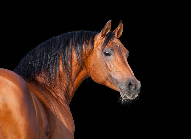 istock Arabian horse, isolated on black 498645635