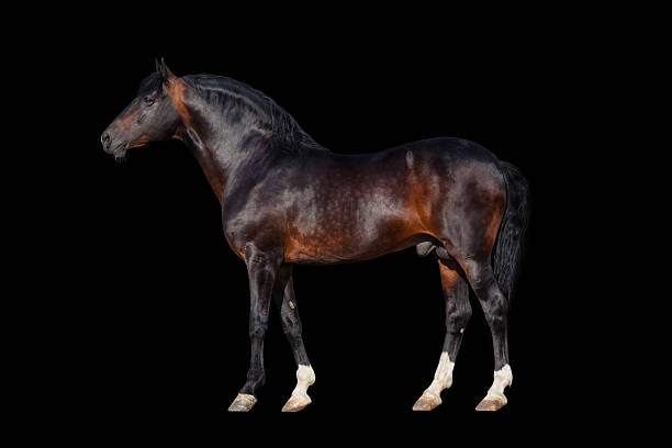 istock Dark bay horse - isolated on black background 498645637