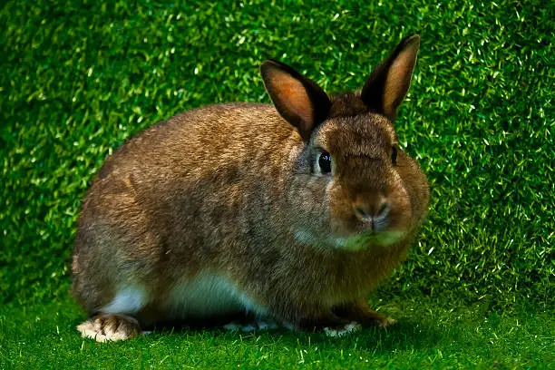 mini satin rabbit pose on the grass background