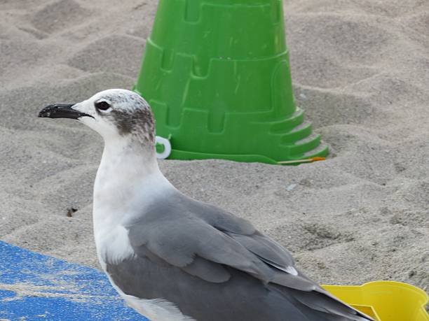 Seagulls in Miami Beach stock photo