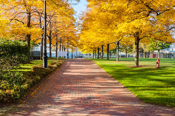 Autumn in East Boston Pier's Park with Brilliant Locust Trees It's autumn in East Boston Pier's Park as evidenced by the deciduous Locust trees displaying their brillian yellow color. Soft shadows fall across the red brick sidewalk and green grass while the sun shines above. HDR Image. east boston stock pictures, royalty-free photos & images