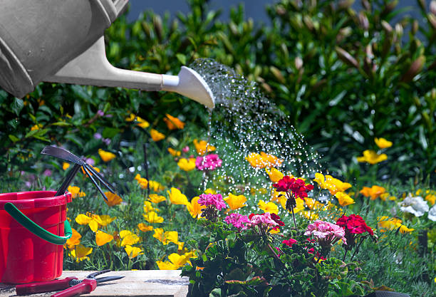 istock Man watering can watering flowers 498647807