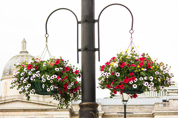 Street Lantern with Hanging Basket-London stock photo