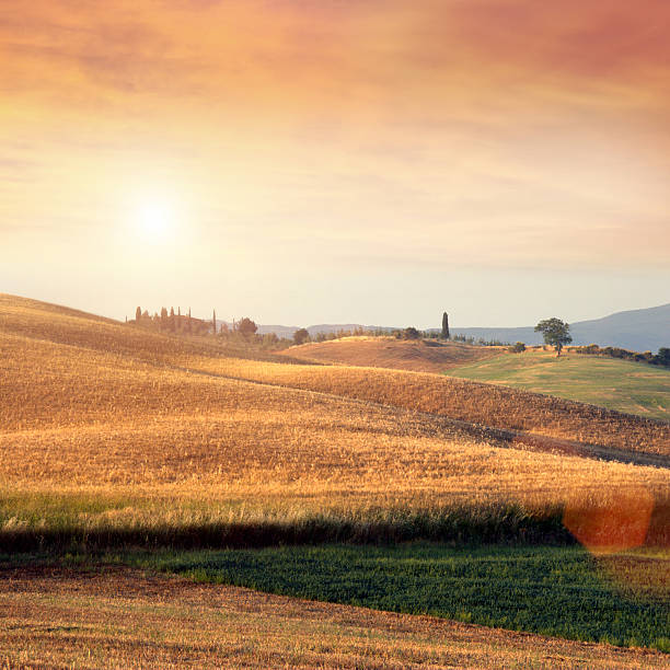 istock Tuscany hills landscape at sunset, corn fields, warm light 498648479