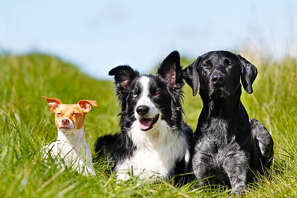 Three dogs Purebred dog outdoors on a sunny summer day. purebred dog stock pictures, royalty-free photos & images