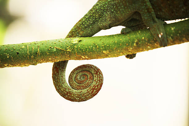istock Madagascar: Panther Chameleon in Mantadia National Park 498649184