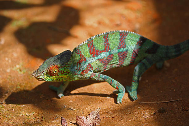 istock Madagascar: Panther Chameleon in Mantadia National Park 498649486
