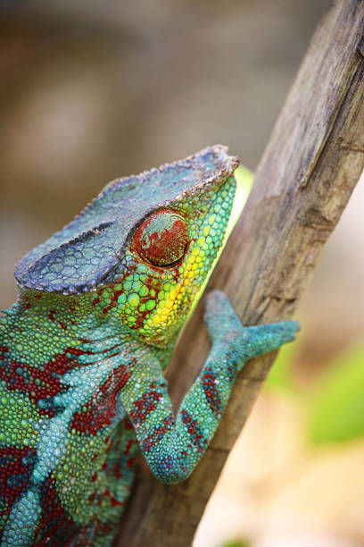 istock Madagascar: Panther Chameleon in Mantadia National Park 498649530