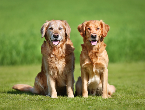 Two purebred Golden Retriever dogs outdoors on a sunny summer day.See other top selling photos of dogs below: