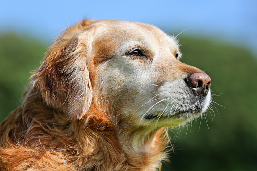 Purebred Golden Retriever dog outdoors on a sunny summer day.See other top selling photos of dogs below:
