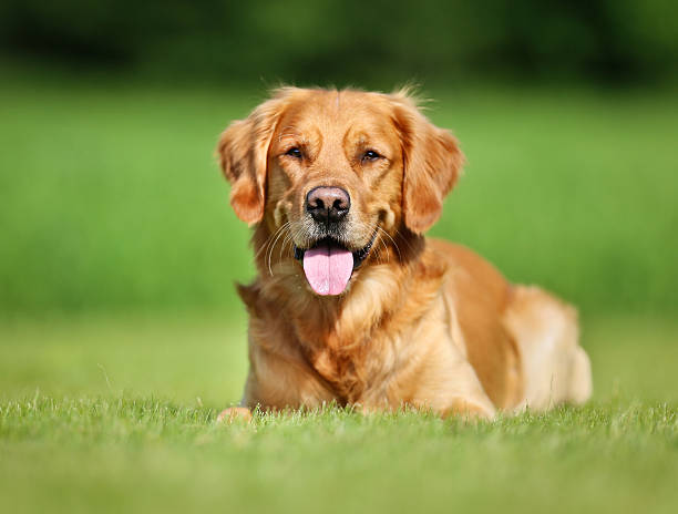 istock Golden retriever dog 498649547
