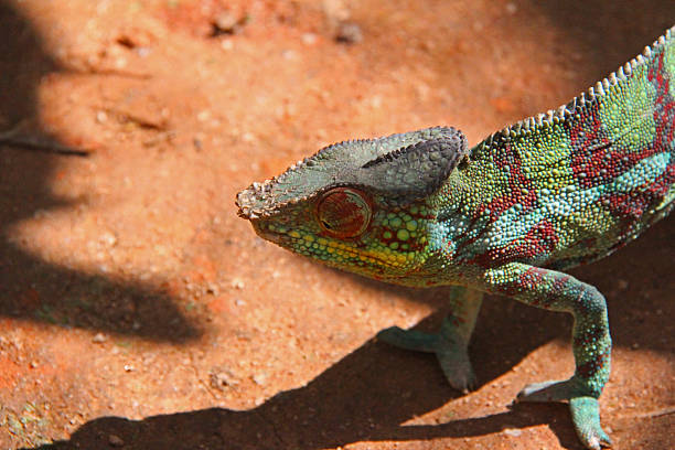 istock Madagascar: Panther Chameleon in Mantadia National Park 498649726