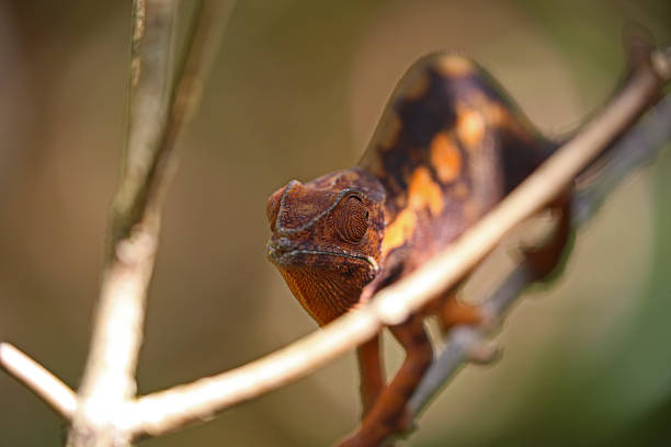 istock Madagascar: Orange Panther Chameleon in Mantadia National Park 498650124