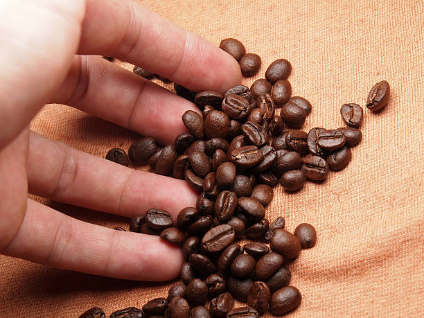 istock part of hand with coffee crop beans on fabric textile 498650325