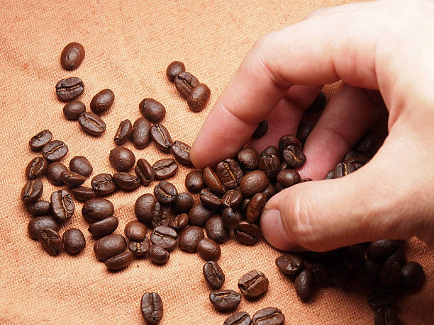 istock part of hand with coffee crop beans on fabric textile 498650351