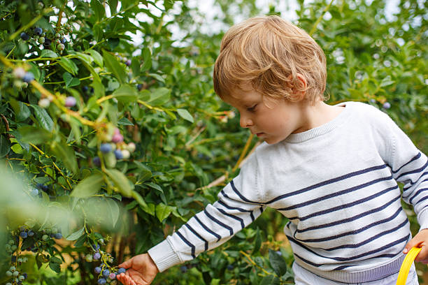 istock Little boy picking blueberry on organic self pick farm 498650835