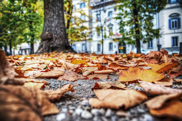 istock leaves in a park seen from the floor 498650918
