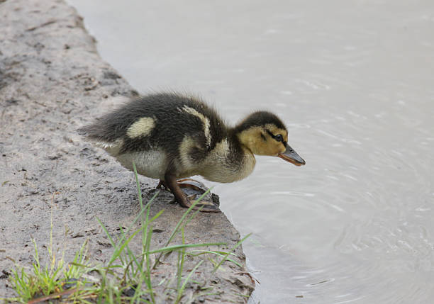 istock little duckling standing on shore of a lake 498651051