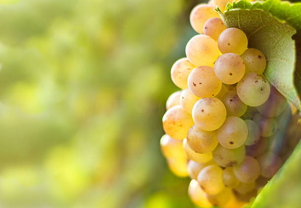 istock right white grapes uvas bokeh green blank flare macro grow 498651414