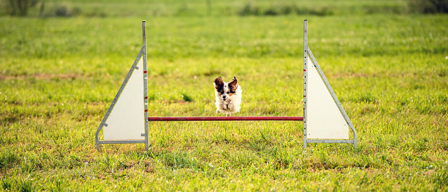 Dog jumping over hurdle during the dog show.