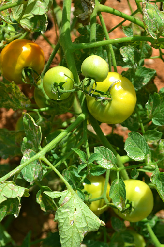 Growing Tomatoes On Plant