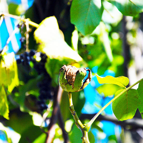 walnut growing on a tree Walnuts on the tree Ripe walnuts popping out of their shell walnut grove stock pictures, royalty-free photos & images