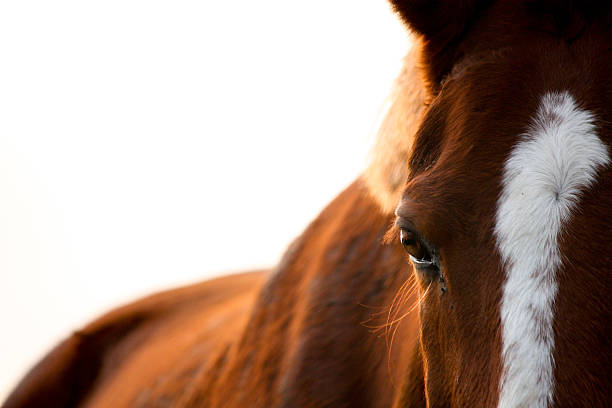 kasztanów horse eye zbliżenie - optics store zdjęcia i obrazy z banku zdjęć