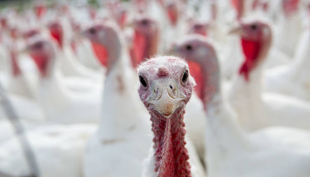 Turkey head single focus farm turkey in  flock. turkey bird stock pictures, royalty-free photos & images