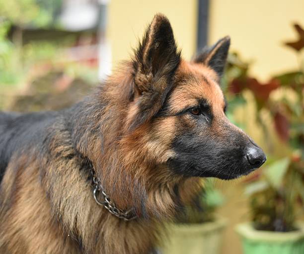 perro pastor alemán - german sheppard fotografías e imágenes de stock