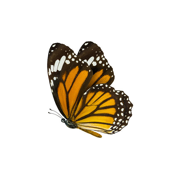 общие д�анаида хризипп, danaus genutia, бабочка монарх isol - tiger beauty in nature insects nature стоковые фото и изображения