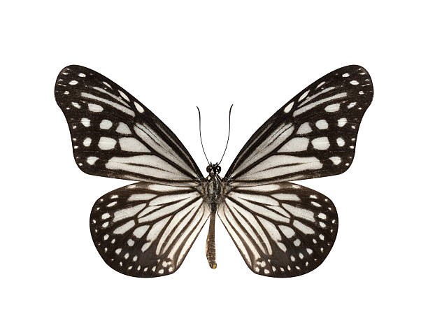 istock Black and White Butterfly isolated on white background 498660318