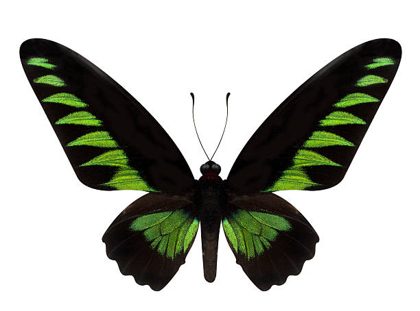 istock green butterfly Trogonoptera brookiana isolated on white backgro 498660374