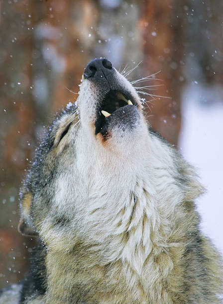 istock song of the wolf 498660838