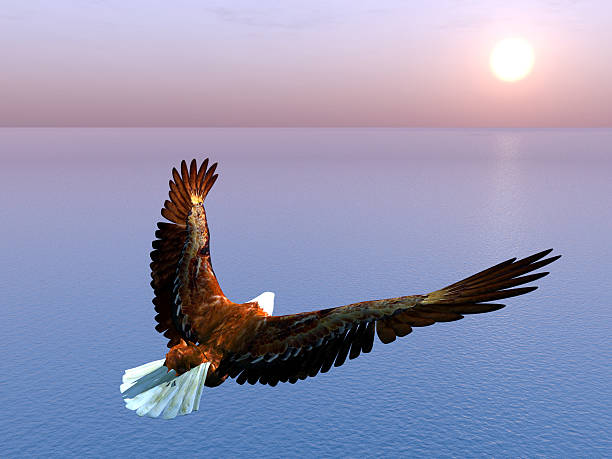 sea-eagle - white tailed eagle sea eagle eagle sea stock-fotos und bilder