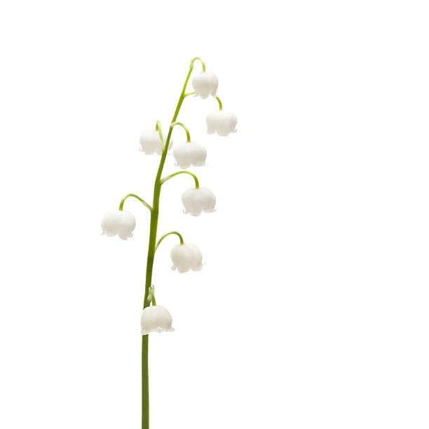 istock lily of the valley 498662528