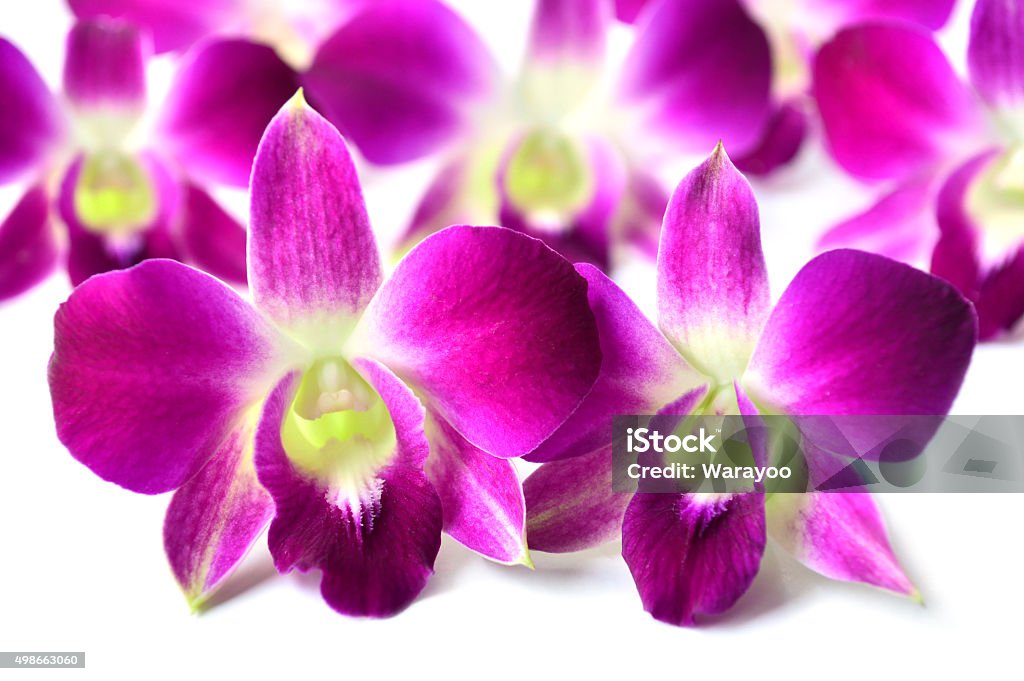 Dendrobium orchid Dendrobium sp., Family Orchidaceae, Central of Thailand 2015 Stock Photo