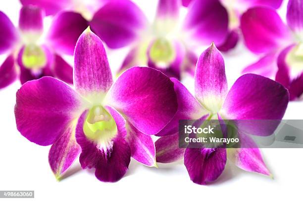 Dendrobium Orchid Stock Photo - Download Image Now - 2015, Asia, Backgrounds