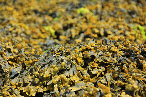 Bladder wrack Bladder wrack (Fucus vesiculosus) at low tide, brown seaweed from the Atlantic, Brittany, France cut weed stock pictures, royalty-free photos & images