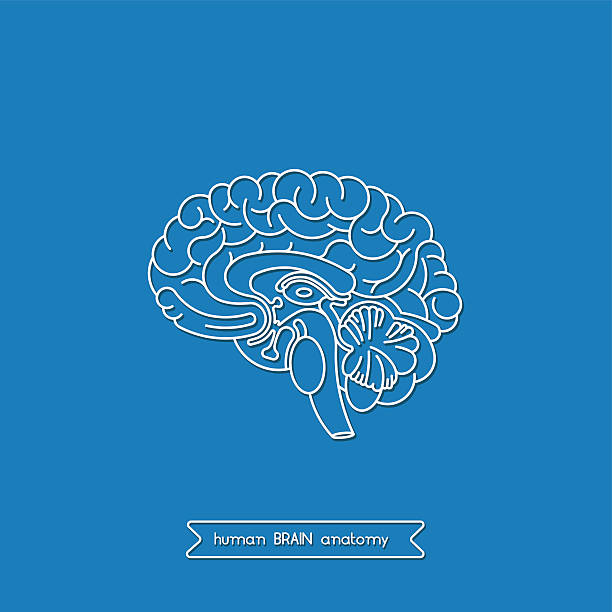 Human brain 1 Schematic illustration of human cerebrum. Made in vector, easy recolor. midbrain illustrations stock illustrations