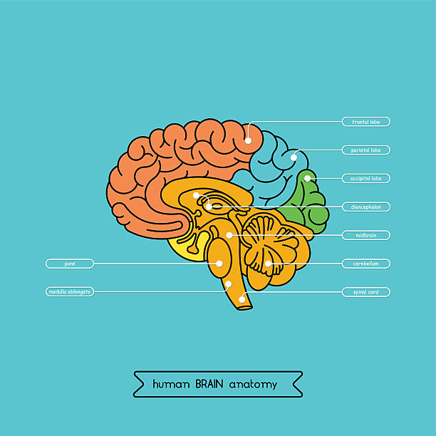 뇌 섹션 1 - parietal lobe stock illustrations