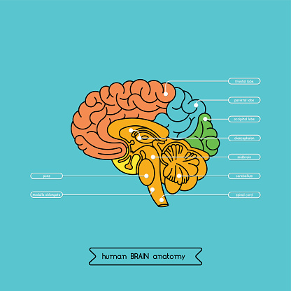 Schematic illustration of human cerebrum. Made in vector, easy recolor.
